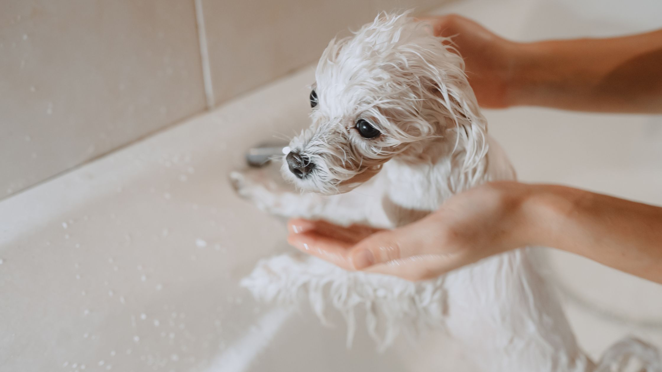 dogs like warm or cold baths