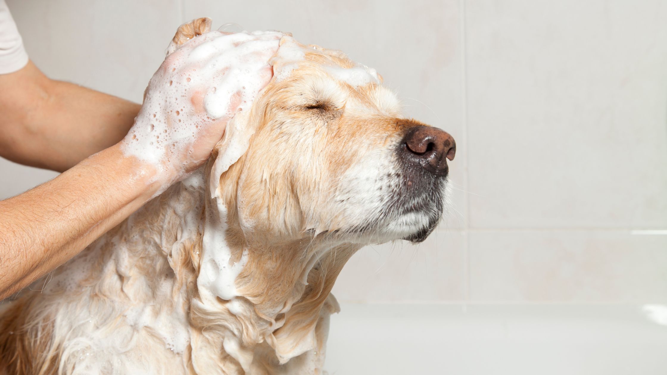 dogs like warm or cold baths (1)